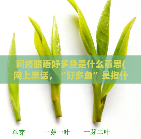 网络暗语好多鱼是什么意思(网上黑话,“好多鱼”是指什么?)