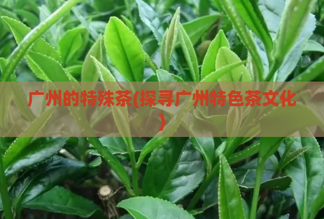 广州的特殊茶(探寻广州特色茶文化)