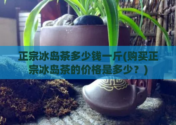 正宗冰岛茶多少钱一斤(购买正宗冰岛茶的价格是多少？)