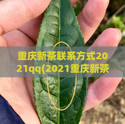 重庆新茶联系方式2021qq(2021重庆新茶qq联系方式分享)