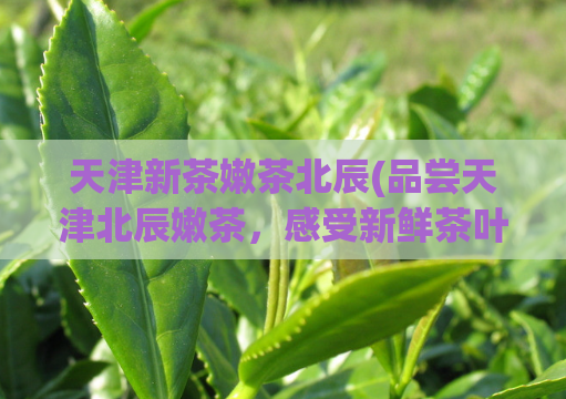 天津新茶嫩茶北辰(品尝天津北辰嫩茶,感受新鲜茶叶带来的清香滋味)