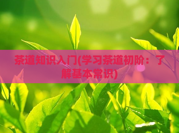 茶道知识入门(学习茶道初阶：了解基本常识)