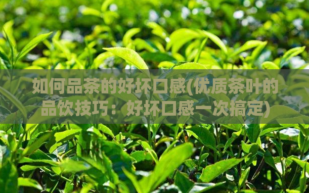 如何品茶的好坏口感(优质茶叶的品饮技巧:好坏口感一次搞定)