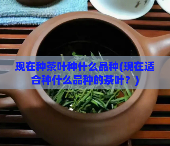 现在种茶叶种什么品种(现在适合种什么品种的茶叶？)