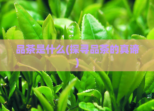 品茶是什么(探寻品茶的真谛)