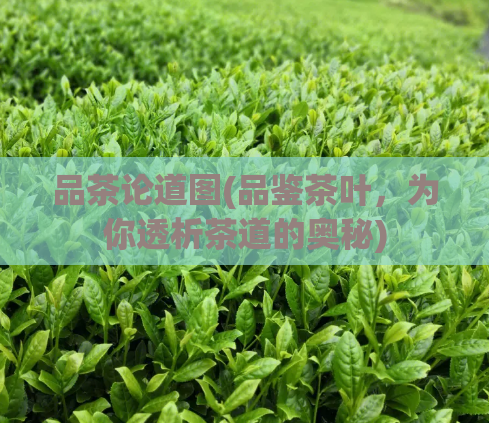 品茶论道图(品鉴茶叶，为你透析茶道的奥秘)