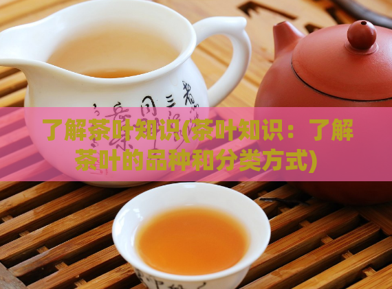 了解茶叶知识(茶叶知识:了解茶叶的品种和分类方式)