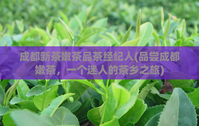 成都新茶嫩茶品茶经纪人(品尝成都嫩茶，一个迷人的茶乡之旅)