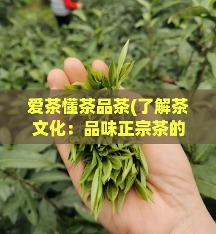 爱茶懂茶品茶(了解茶文化:品味正宗茶的乐趣)
