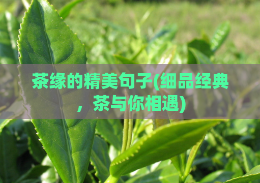 茶缘的精美句子(细品经典，茶与你相遇)