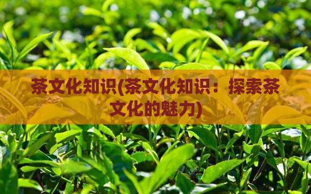 茶文化知识(茶文化知识:探索茶文化的魅力)