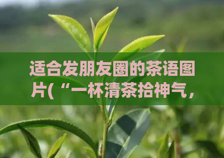 适合发朋友圈的茶语图片(“一杯清茶拾神气，几番交谈碧空曲”“品茶聊天，清新舒爽”)