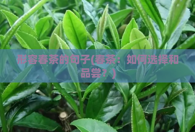 形容春茶的句子(春茶：如何选择和品尝？)