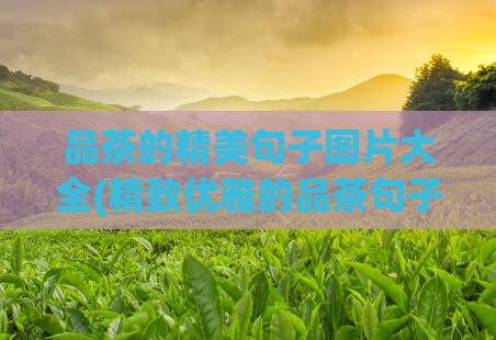 品茶的精美句子图片大全(精致优雅的品茶句子图片集锦)