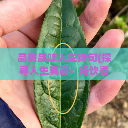 品茶品味人生诗句(探寻人生真谛:畅饮香醇茶香)