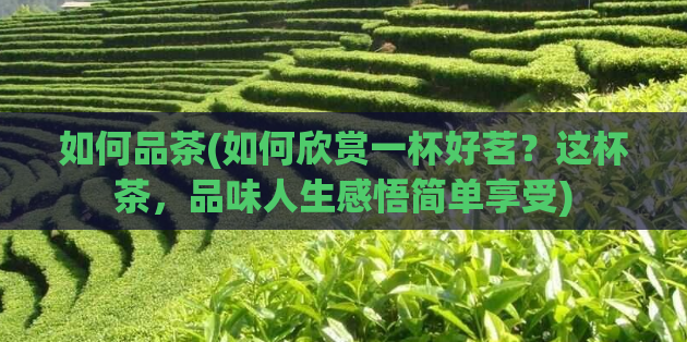 如何品茶(如何欣赏一杯好茗？这杯茶，品味人生感悟简单享受)