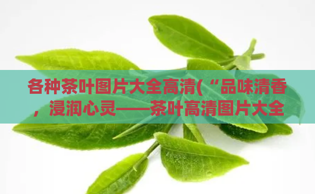 各种茶叶图片大全高清(“品味清香,浸润心灵——茶叶高清图片大全”)
