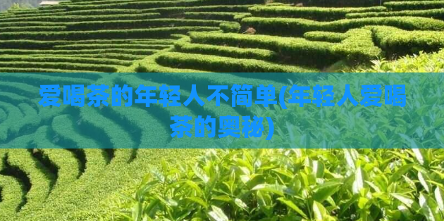 爱喝茶的年轻人不简单(年轻人爱喝茶的奥秘)