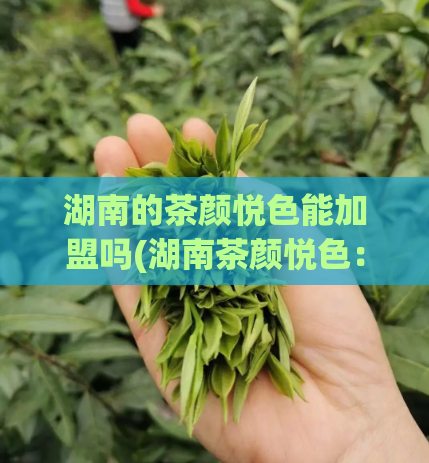 湖南的茶颜悦色能加盟吗(湖南茶颜悦色：加盟信息全解析)