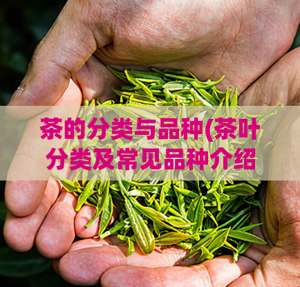 茶的分类与品种(茶叶分类及常见品种介绍)
