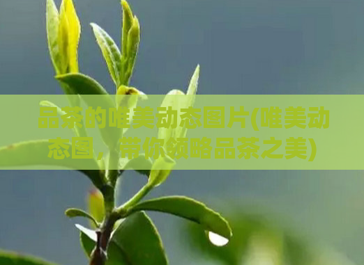 品茶的唯美动态图片(唯美动态图，带你领略品茶之美)
