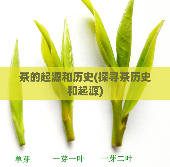茶的起源和历史(探寻茶历史和起源)