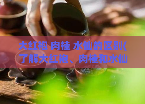 大红袍 肉桂 水仙的区别(了解大红袍、肉桂和水仙之间的差别)