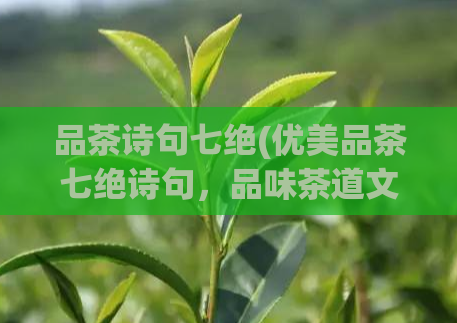 品茶诗句七绝(优美品茶七绝诗句,品味茶道文化)