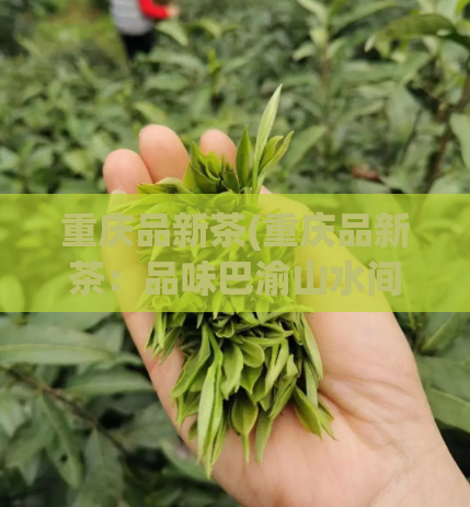 重庆品新茶(重庆品新茶：品味巴渝山水间的茶文化)