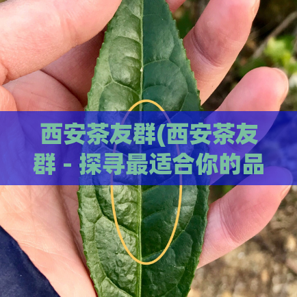 西安茶友群(西安茶友群 - 探寻最适合你的品茶胜地)
