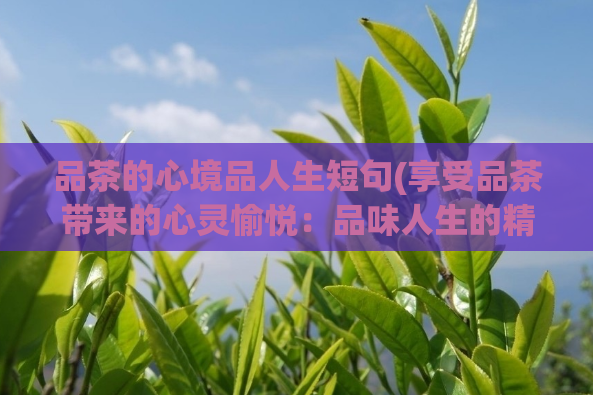 品茶的心境品人生短句(享受品茶带来的心灵愉悦:品味人生的精华)
