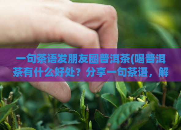 一句茶语发朋友圈普洱茶(喝普洱茶有什么好处?分享一句茶语,解锁惊人答案)