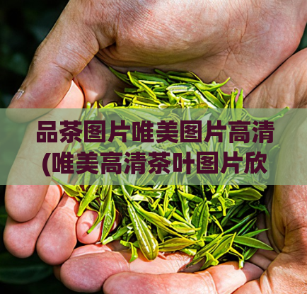 品茶图片唯美图片高清(唯美高清茶叶图片欣赏)