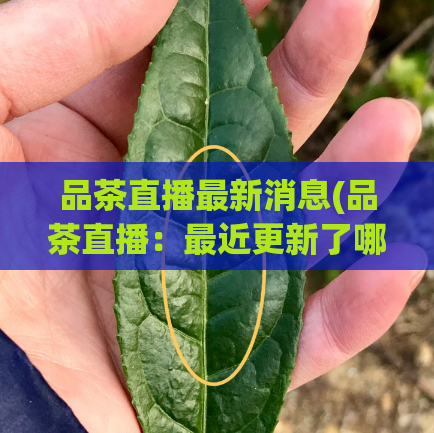品茶直播最新消息(品茶直播:最近更新了哪些内容?)
