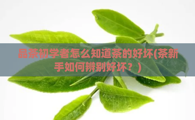 品茶初学者怎么知道茶的好坏(茶新手如何辨别好坏？)