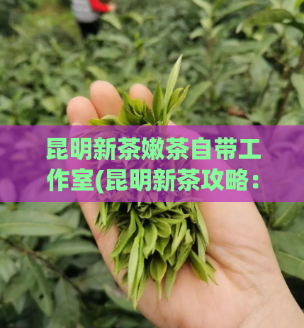 昆明新茶嫩茶自带工作室(昆明新茶攻略：自带工作室的嫩茶推荐)