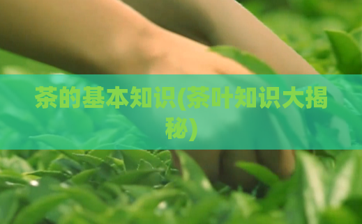 茶的基本知识(茶叶知识大揭秘)