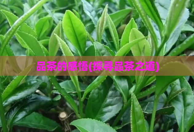 品茶的感悟(探寻品茶之道)