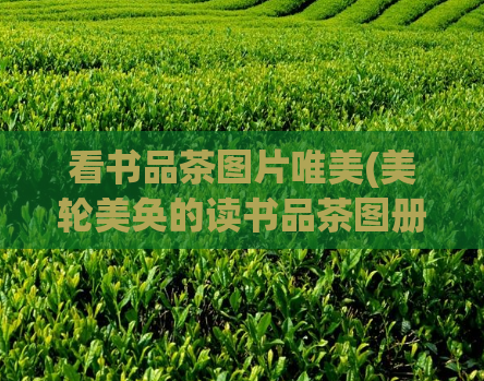 看书品茶图片唯美(美轮美奂的读书品茶图册推荐)