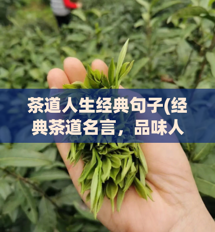 茶道人生经典句子(经典茶道名言，品味人生之道)