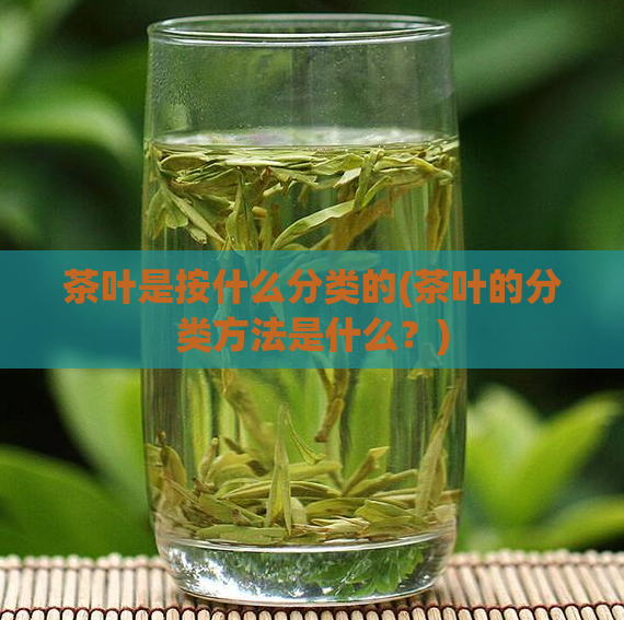 茶叶是按什么分类的(茶叶的分类方法是什么？)