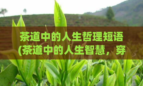 茶道中的人生哲理短语(茶道中的人生智慧，穿越漫长岁月。)