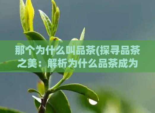 那个为什么叫品茶(探寻品茶之美：解析为什么品茶成为新的生活方式)