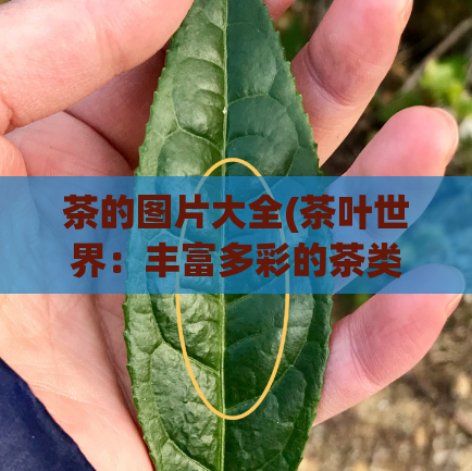 茶的图片大全(茶叶世界：丰富多彩的茶类图片展示)