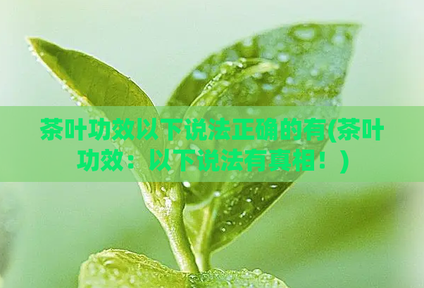 茶叶功效以下说法正确的有(茶叶功效：以下说法有真相！)