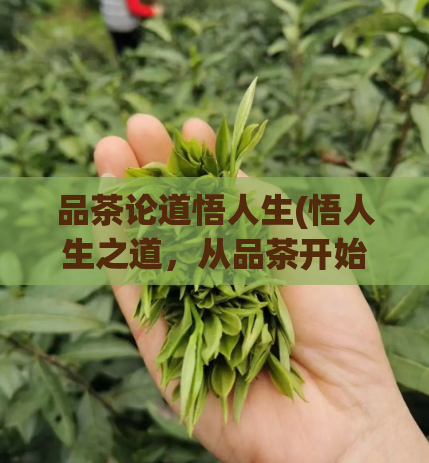 品茶论道悟人生(悟人生之道，从品茶开始)