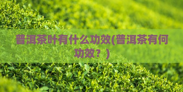 普洱茶叶有什么功效(普洱茶有何功效？)