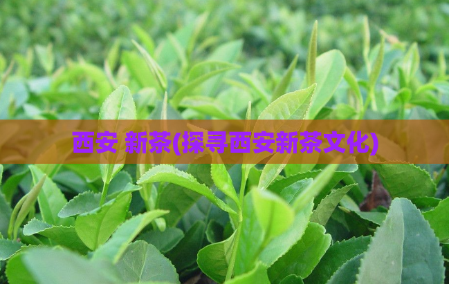 西安 新茶(探寻西安新茶文化)