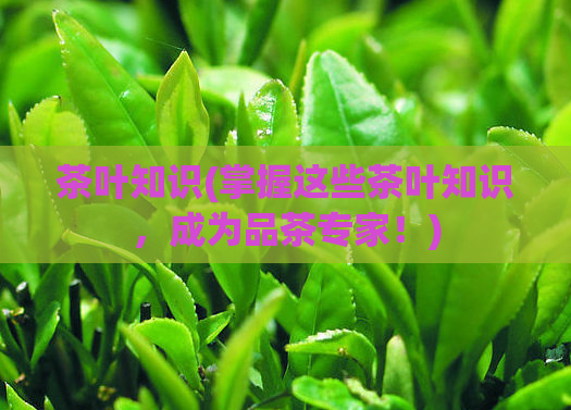茶叶知识(掌握这些茶叶知识，成为品茶专家！)