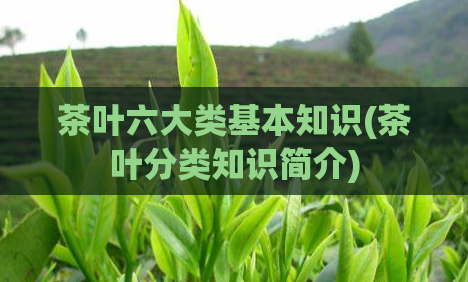 茶叶六大类基本知识(茶叶分类知识简介)